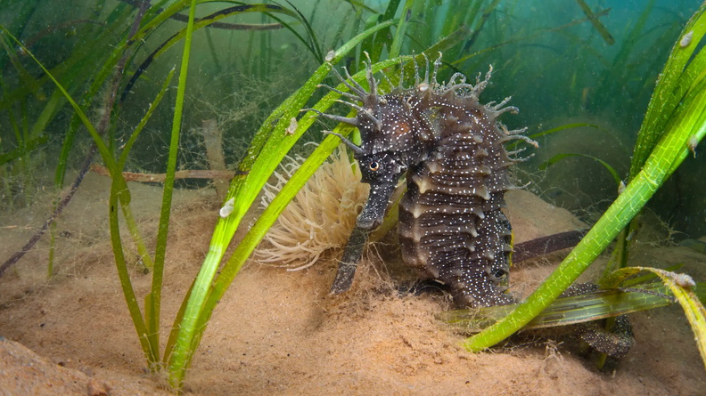 Spiny Seahorse (Hippocampus histrix), Studland Bay, Dorset, South West England, UK